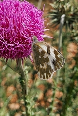 Pontia edusa