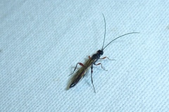 Odontocolon dentipes