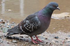 Columba livia