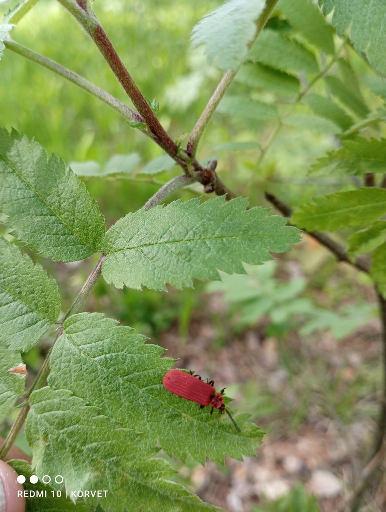 Golden Net-winged Beetle