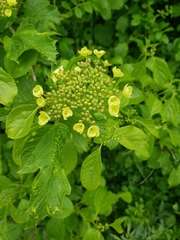 Hydrangea petiolaris