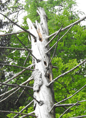 Picoides tridactylus