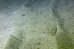 Scophthalmus rhombus