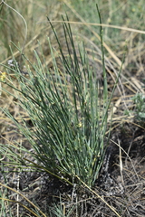 Ephedra monosperma