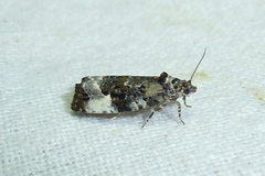Apotomis sororculana