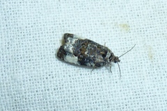 Apotomis sororculana