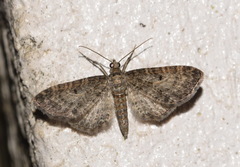 Eupithecia virgaureata