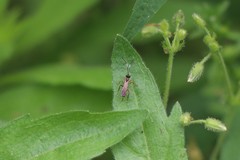 Agrothereutina