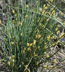 Ephedra monosperma