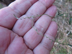 Convolvulus remotus
