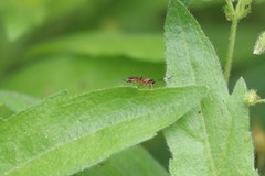 Agrothereutina