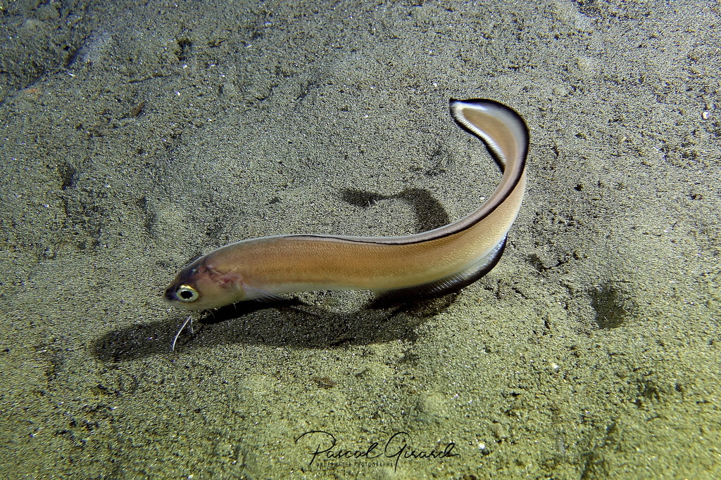 Cusk-eels