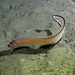 Cusk-Eels - Photo (c) Pascal GIRARD, some rights reserved (CC BY-NC), uploaded by Pascal GIRARD