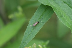 Agrothereutina