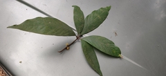 Actinodaphne tadulingamii