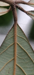 Actinodaphne tadulingamii