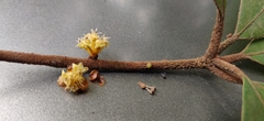 Actinodaphne tadulingamii