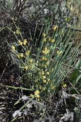 Ephedra monosperma