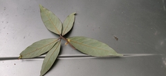 Actinodaphne tadulingamii