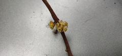 Actinodaphne tadulingamii