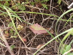 Rhodostrophia discopunctata