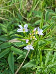 Cardamine dentata