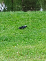 Corvus monedula