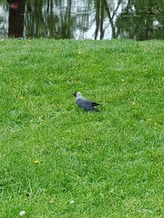 Corvus monedula
