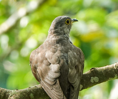 Cuculus micropterus