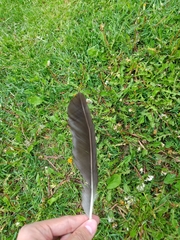 Corvus cornix