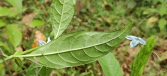 Ecbolium