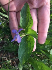 Viola nemoralis