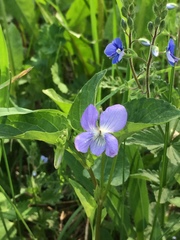Viola nemoralis