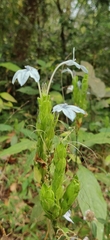 Ecbolium