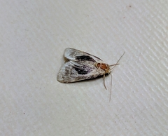 Meekistrotia bacchusi