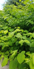 Reynoutria japonica
