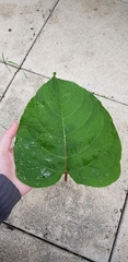 Reynoutria japonica