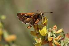 Ochlodes agricola