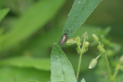 Agrothereutina