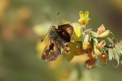 Ochlodes agricola
