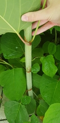 Reynoutria japonica