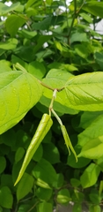 Reynoutria japonica