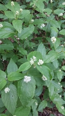 Ceanothus americanus