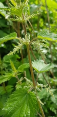 Urtica dioica