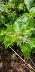 Urtica dioica