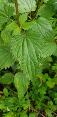 Urtica dioica
