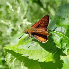 Ochlodes sylvanus