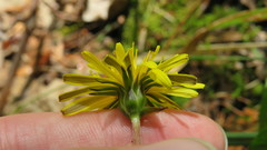 Taraxacum palustre