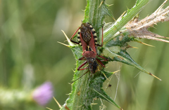 Rhynocoris erythropus