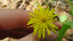Taraxacum palustre